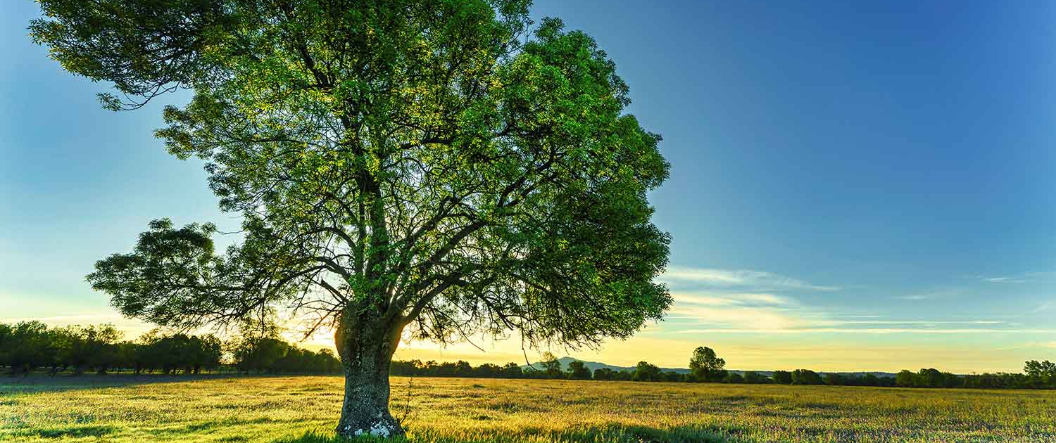 Image of a large tree in a field at sunrise
